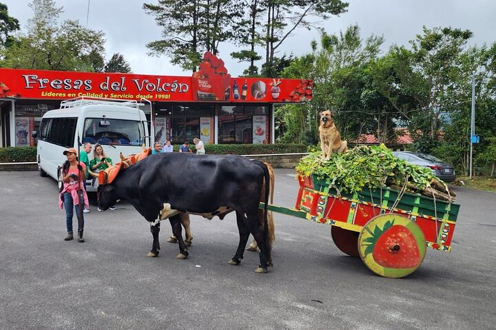 Family Oxen & Oxcart in Poas